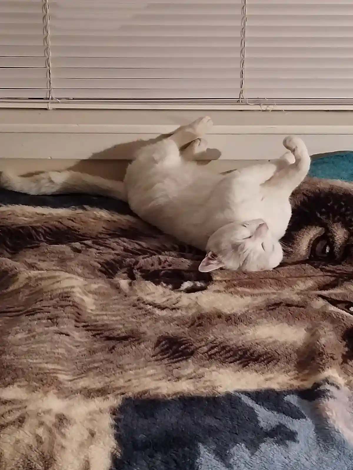 Proof That Houston's Biggest Problem is Napping