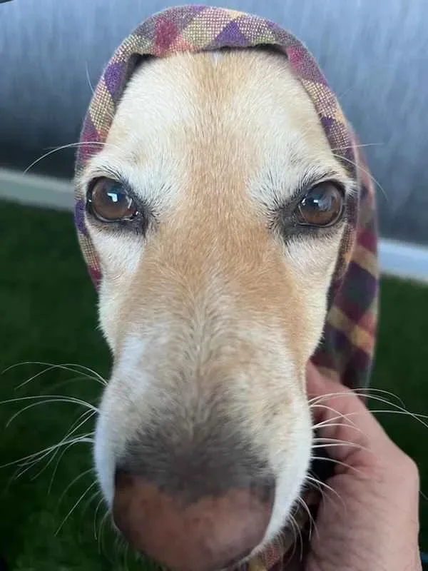 A close-up photo of a light-colored dog with a plaid headscarf, looking directly at the camera with large, expressive eyes…