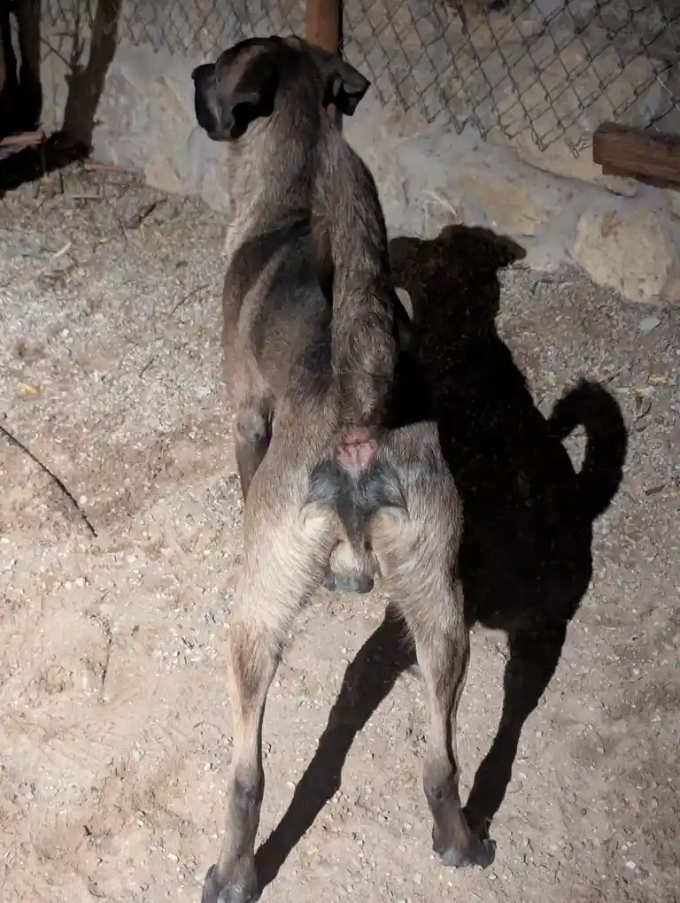 A brown brindle dog stands with its back to the camera, showing its rear end and a visible wound near its tail. Its shadow…