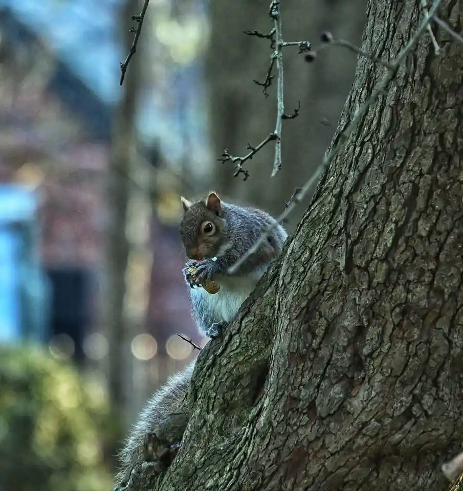 The Enigmatic Grey Squirrel