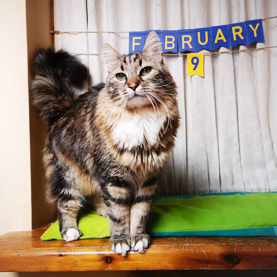 A fluffy tabby cat with green eyes stands on a wooden shelf atop a green cushion, looking upward with a slightly unimpressed…