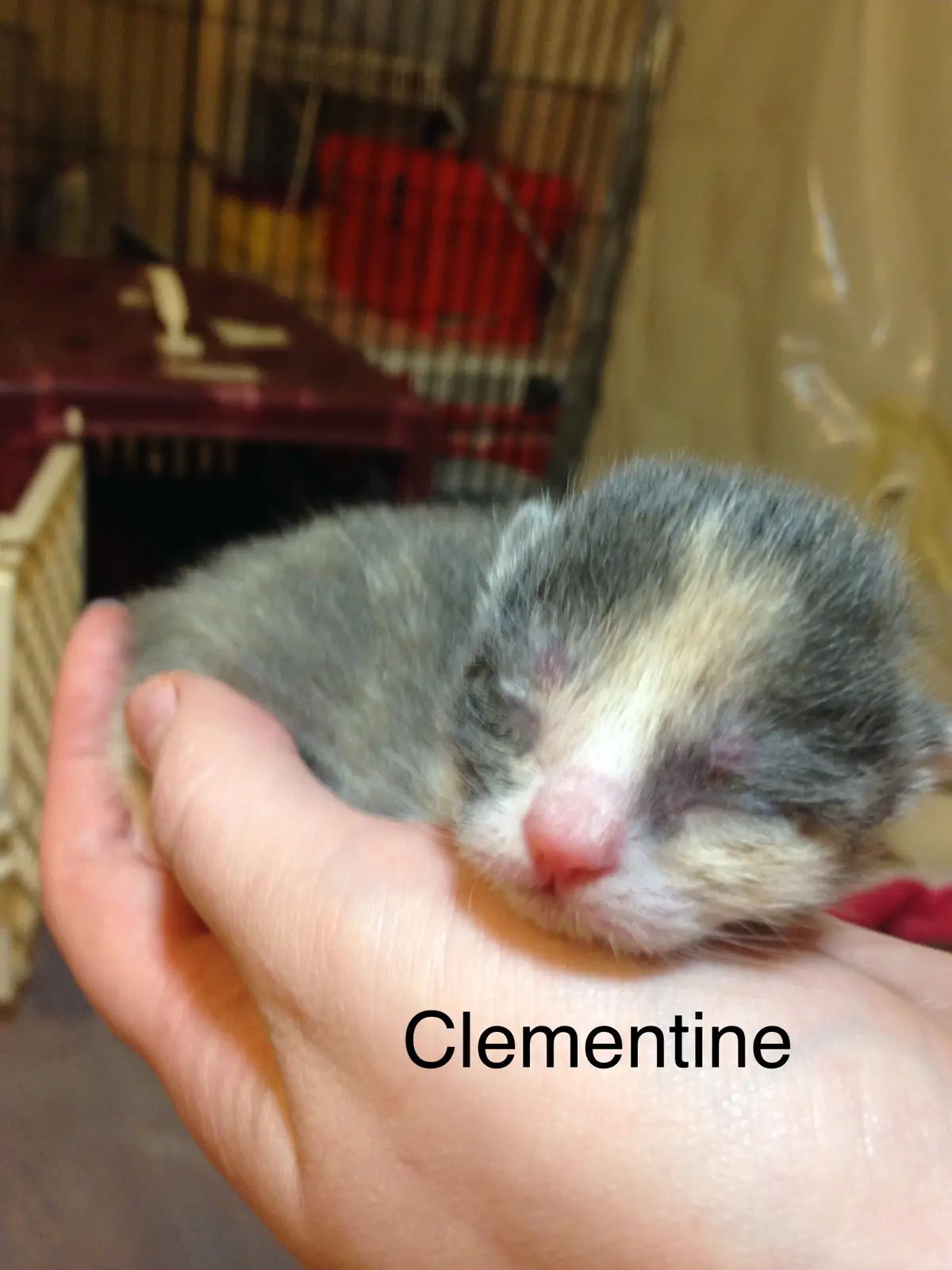 A tiny, sleeping ferret pup with gray, white, and tan fur is cradled gently in a person's open palm. The background shows a…