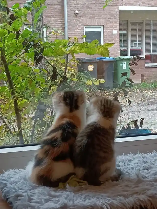 Celebrating Caturday with Joy!