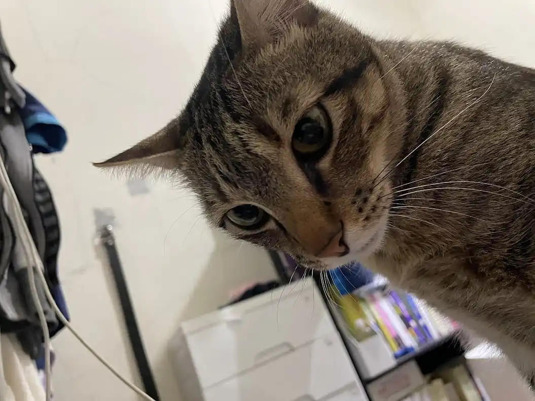 A close-up of a tabby cat looking down with a serious, disappointed expression. The cat's face fills most of the frame, with…
