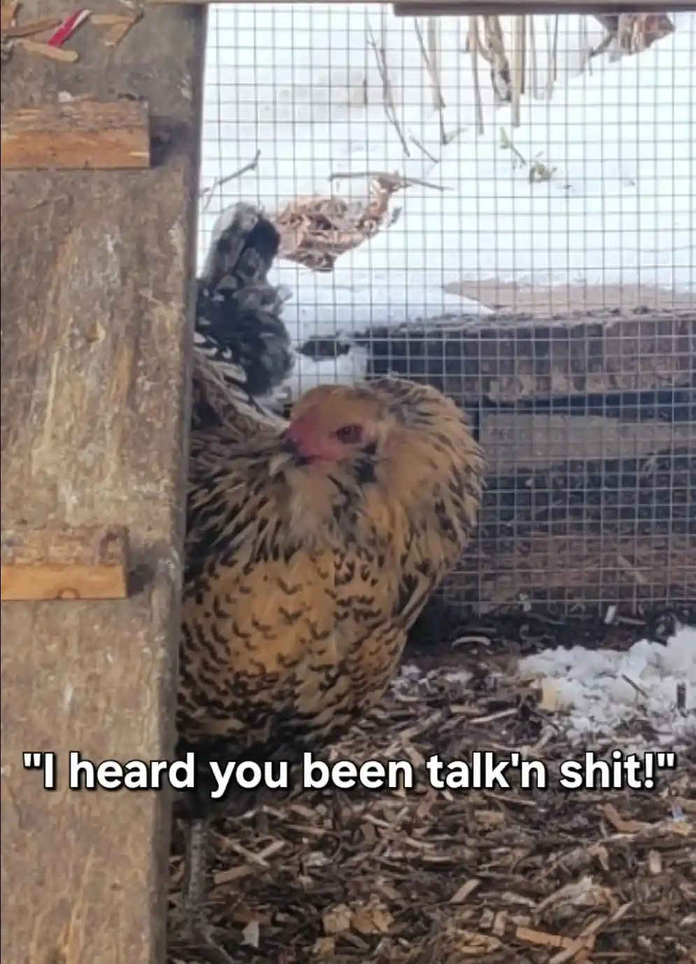 A close-up photo of a brown and black speckled chicken standing inside a wire-mesh coop with wood and snow visible. The…
