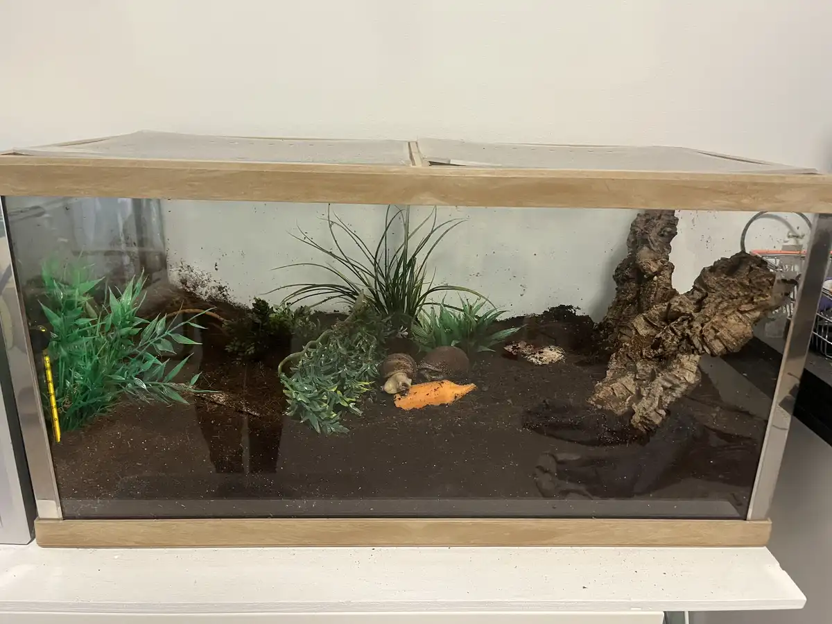 A rectangular glass terrarium with a wooden frame sits on a white shelf, filled with dark soil, artificial green plants, and…