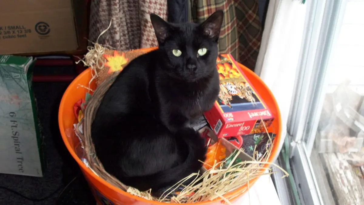 Celebrating National Black Cat Day!