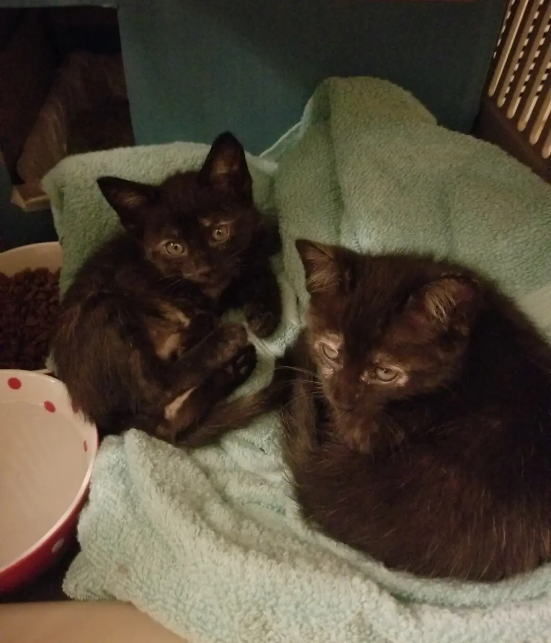 Two small black kittens are curled up together on a light green towel. One kitten looks directly at the camera with wide…