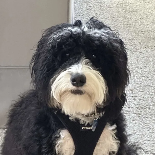 a black and white curly-haired dog wearing a black harness with the word 'VOYAGE' on it, sitting against a textured gray…