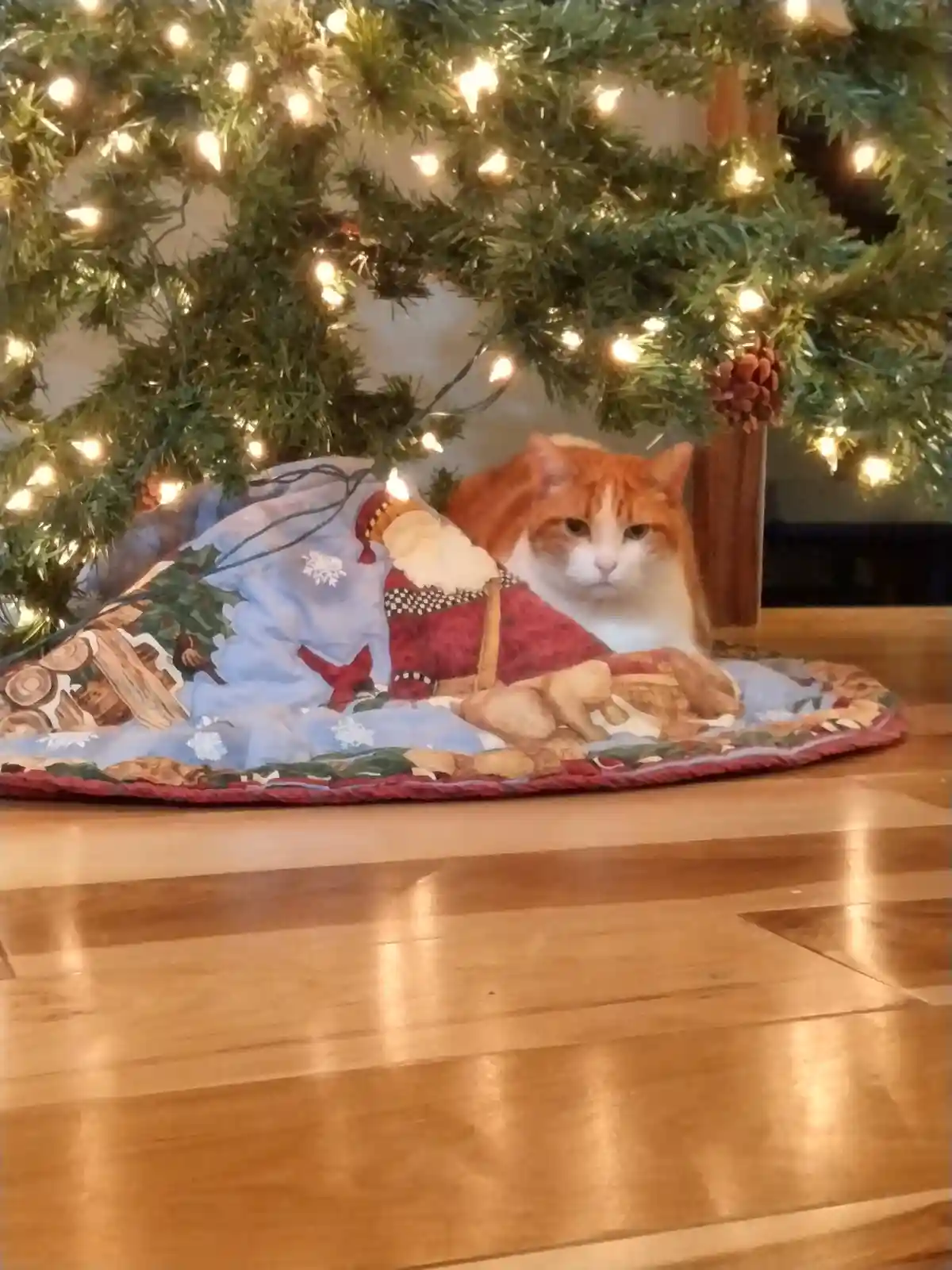 An orange and white cat sits regally on a festive Christmas tree skirt beneath a decorated tree with string lights. The cat…