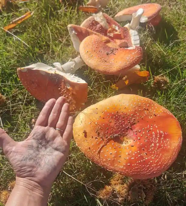 A person's hand, with a visible tattoo and ring, is shown next to several large, orange-red mushrooms with white spots…