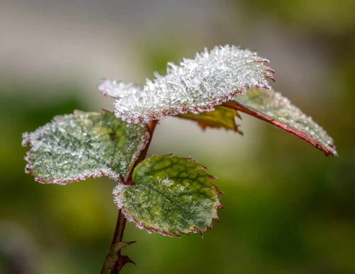 A close-up photograph shows several green leaves with serrated edges, covered in a delicate layer of white frost crystals…