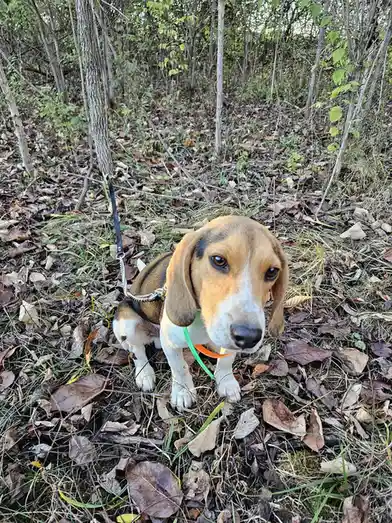 A beagle puppy with brown, black, and white fur sits in a forest of dry leaves and thin trees, wearing a green leash and an…