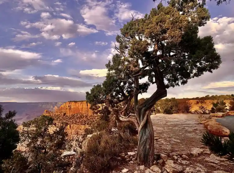 A gnarled, windswept tree stands prominently on a rocky overlook with a vast canyon and layered cliffs visible in the…