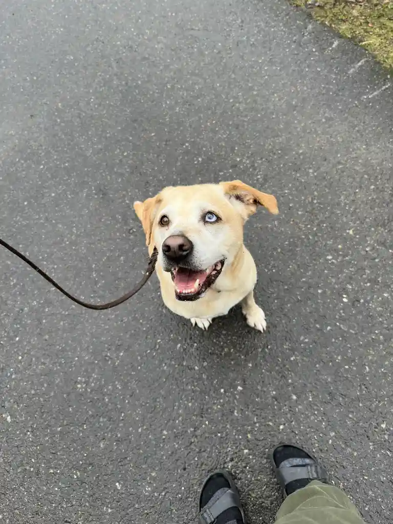 A light-colored dog with one blue eye and one brown eye looks up happily at the camera while on a leash, with the person's…