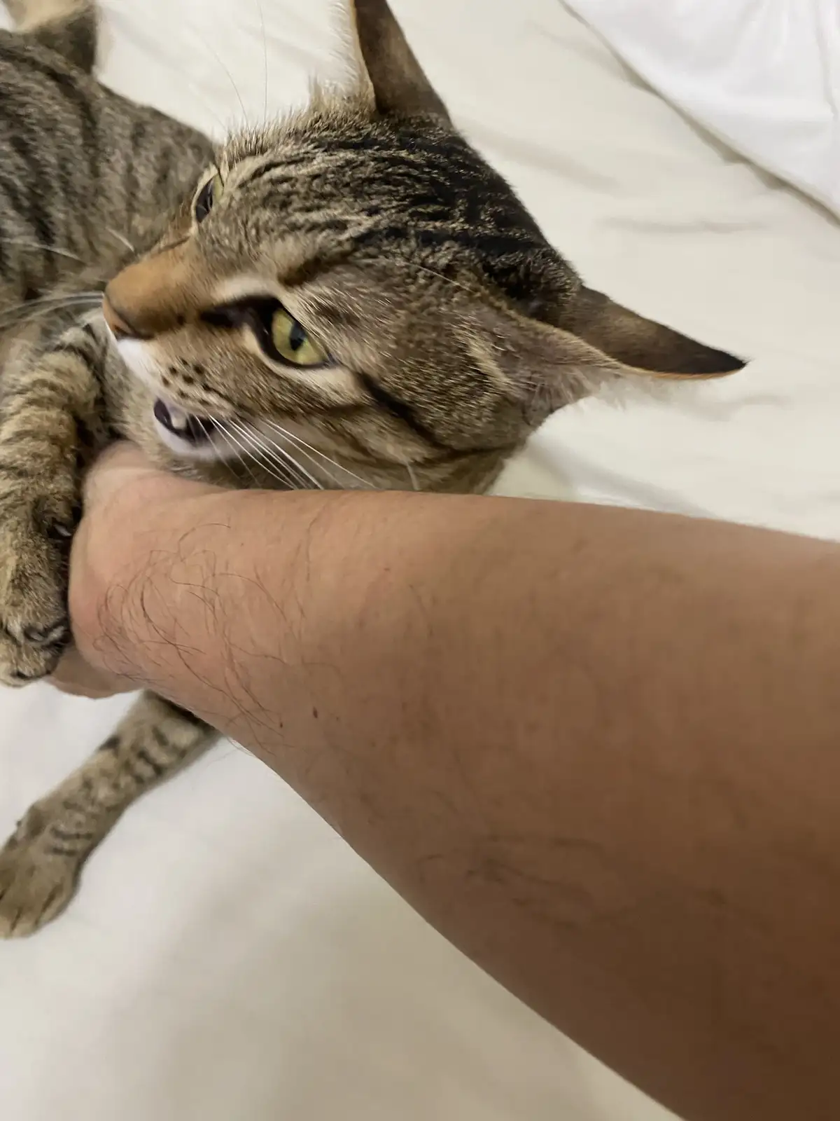 A tabby cat with green eyes and a striped coat is lying on a white bed, looking annoyed as it grips a person's arm with its…