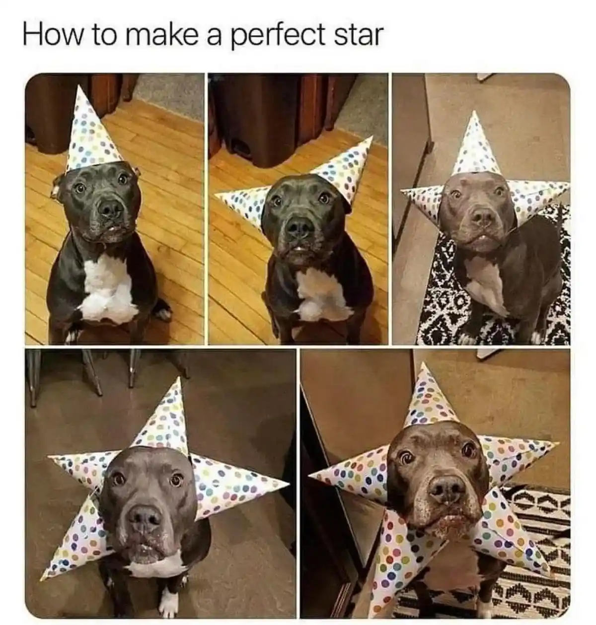 A black and white dog is shown in five panels, starting with a normal party hat and progressively having its hat manipulated…