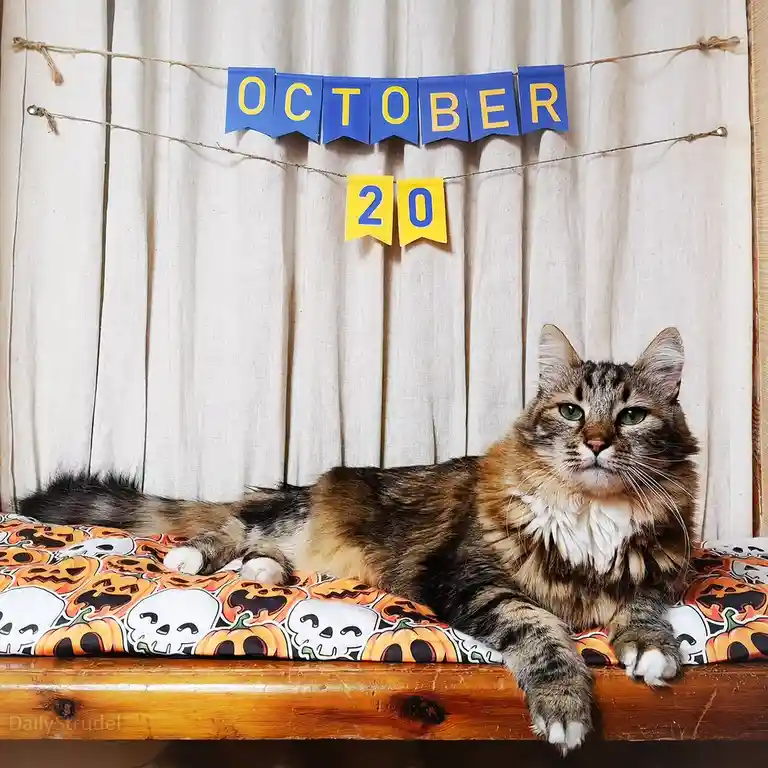 A fluffy tabby cat with green eyes lies regally on a Halloween-themed blanket featuring pumpkins and skulls, positioned on a…