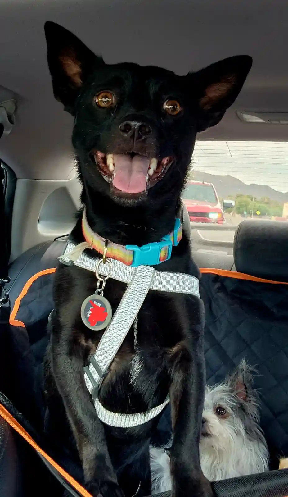 A black dog with large ears and a wide, toothy grin sits upright in a car seat wearing a harness and collar, looking…