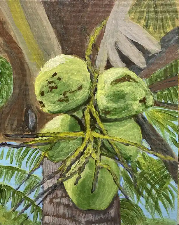 A painted image shows several green coconuts clustered on a palm tree branch, surrounded by palm fronds and a brown trunk…