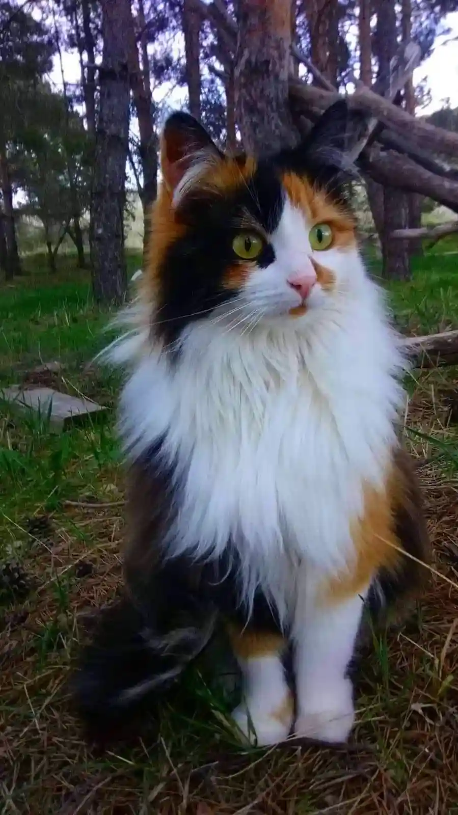 A fluffy calico cat with striking green eyes sits in a grassy forest, looking directly at the camera with a serious…
