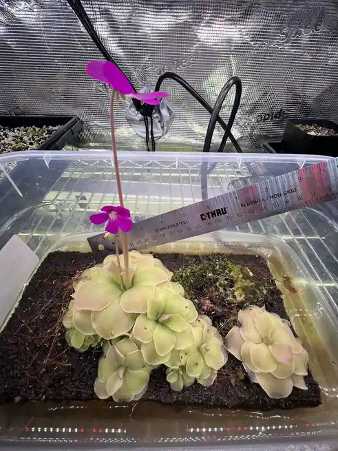 A close-up photo shows a light green, rosette-shaped carnivorous plant with two bright purple flowers growing from a…