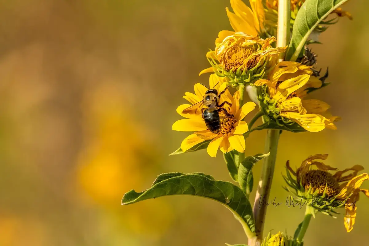 Celebrating Our Essential Pollinators
