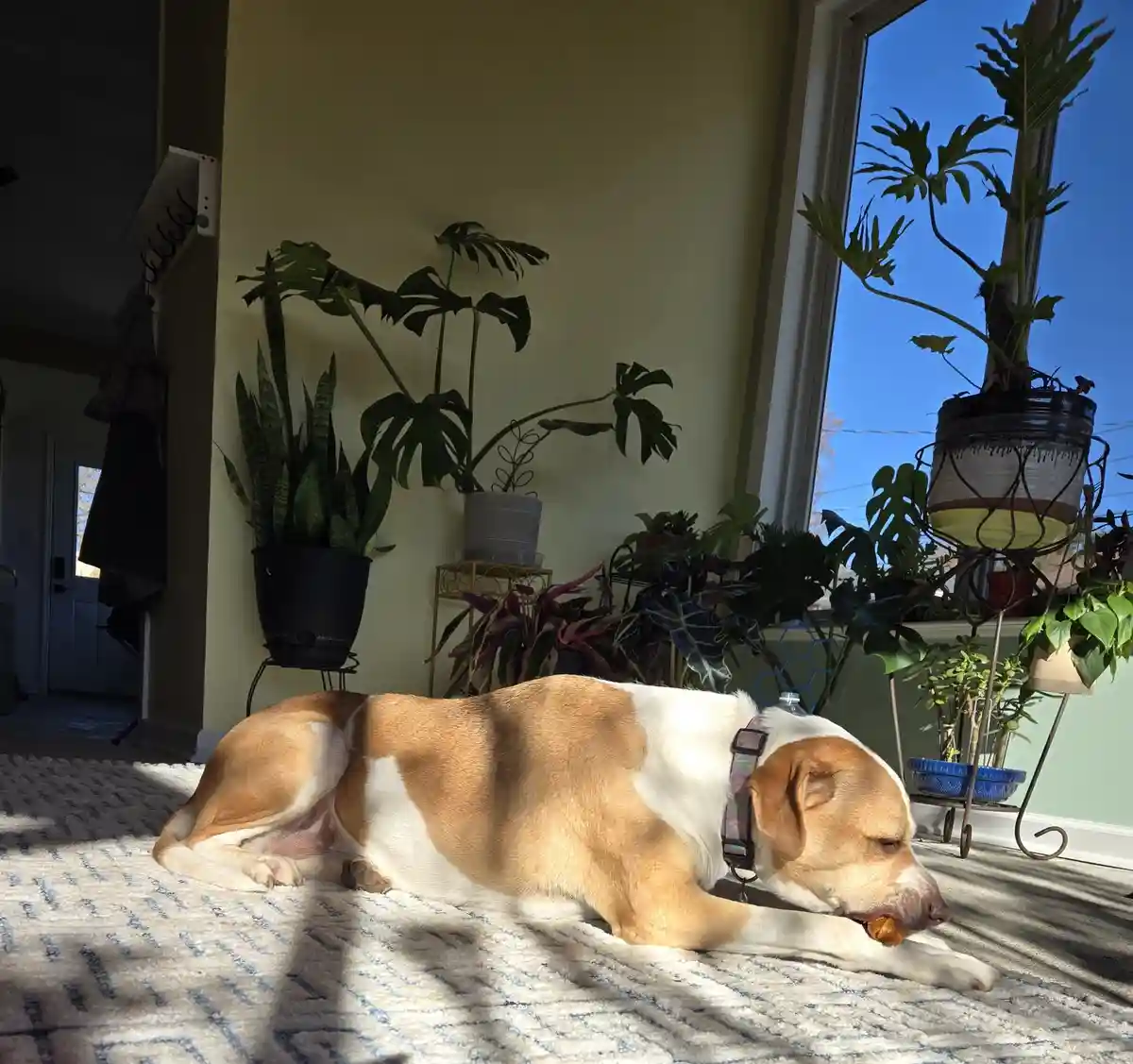 A tan and white dog lies relaxed on a patterned rug in front of a sunny window, chewing on a small orange object while…
