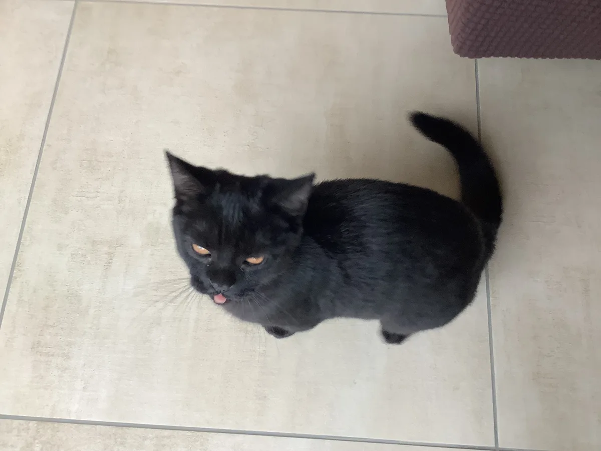 The tale of the broken cat