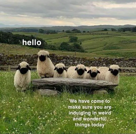 A group of fluffy sheep are gathered around a stone bench in a grassy field with rolling hills in the background. One sheep…