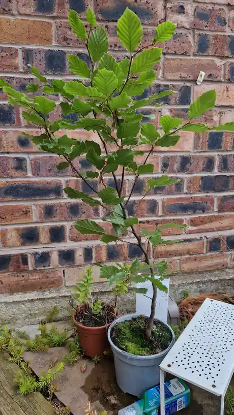 A small potted tree with vibrant green leaves stands in front of a brick wall, next to a smaller potted plant and a white…