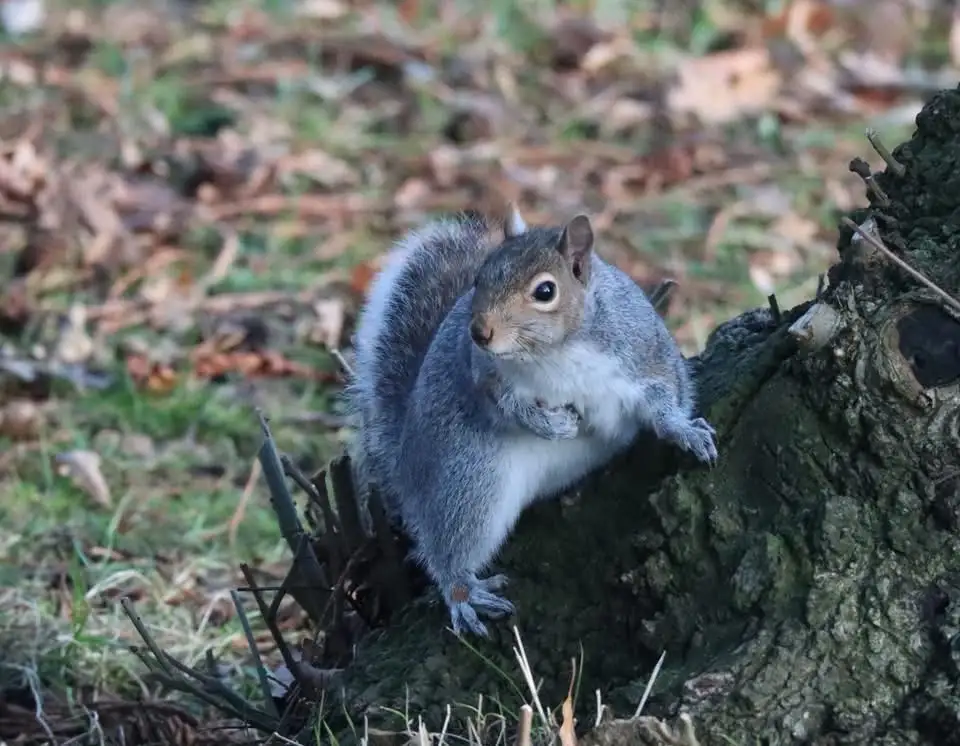 A gray squirrel with a fluffy tail is perched on a tree stump in a grassy area with fallen leaves, looking directly at the…