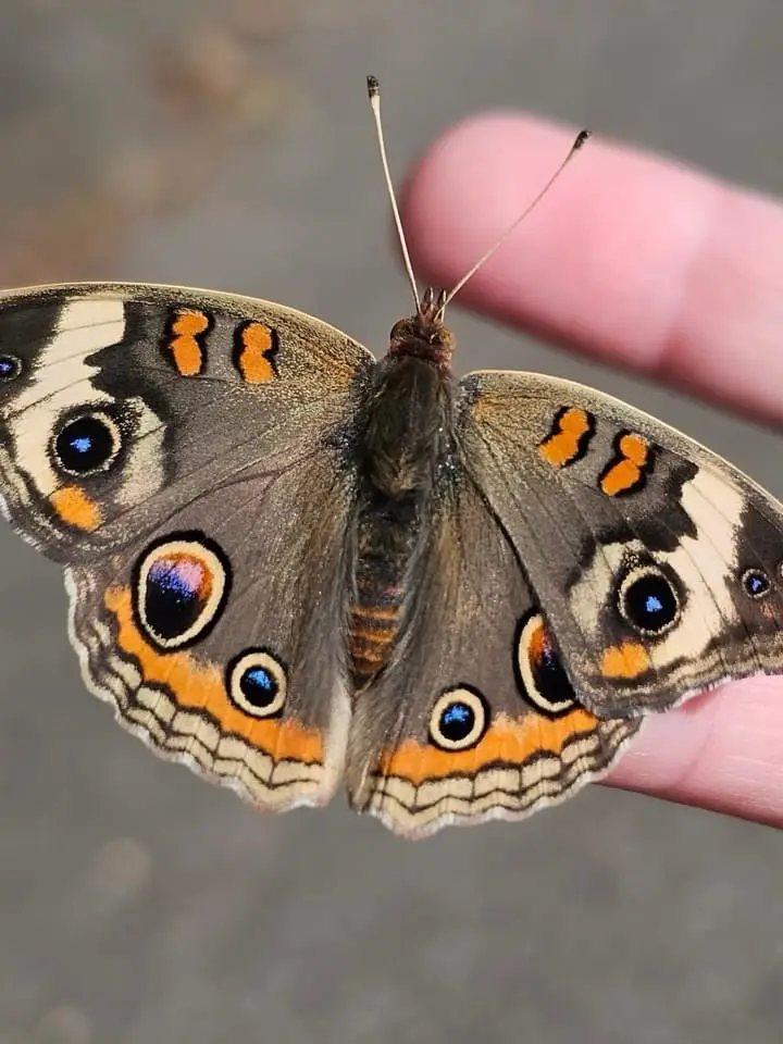 A close-up photo shows a large, brownish butterfly with prominent blue and orange eye-like spots on its wings, resting…