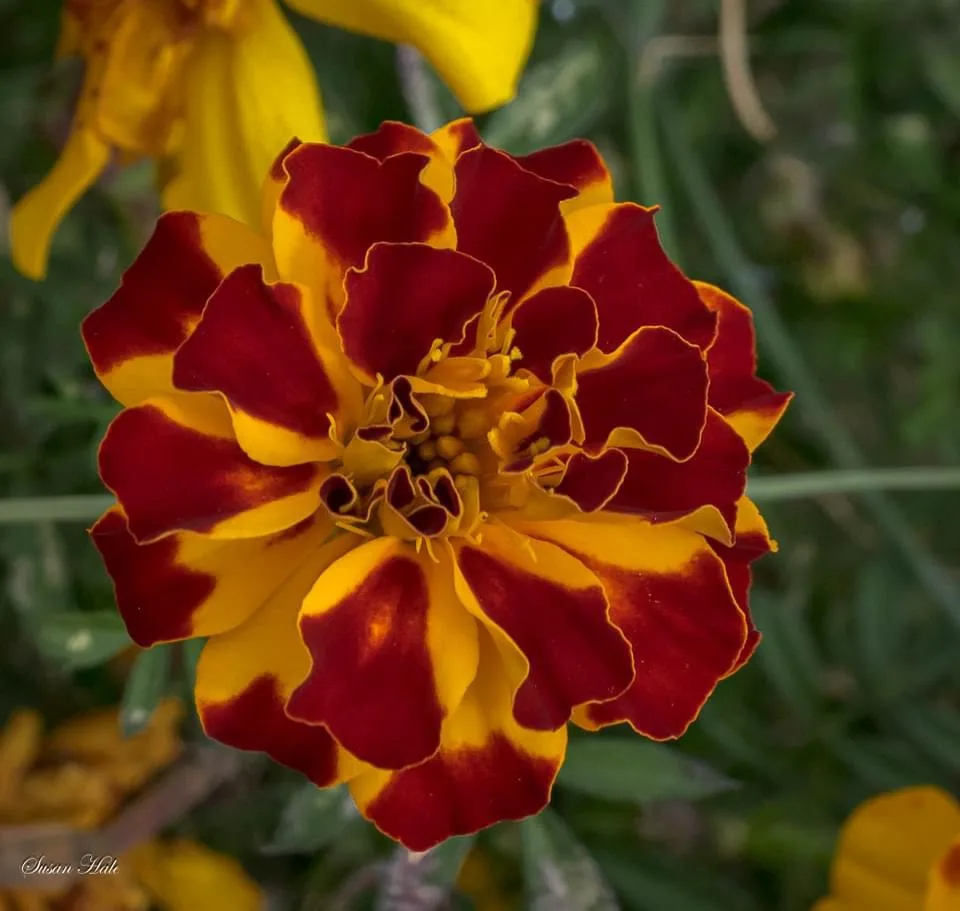 A close-up photograph of a vibrant marigold flower with deep red and yellow petals, set against a blurred green background…