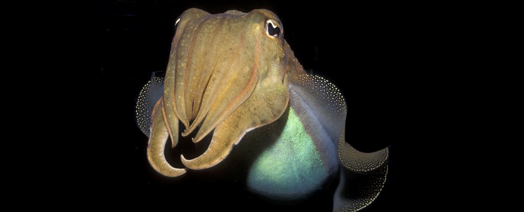 A close-up photograph of a cuttlefish against a black background, showing its textured skin, large eyes, and tentacles. The…