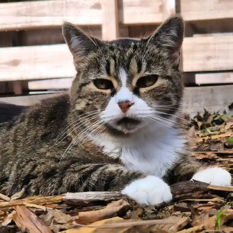 A tabby cat with white paws and chest lies on wood chips in front of a wooden fence, looking directly at the camera with a…