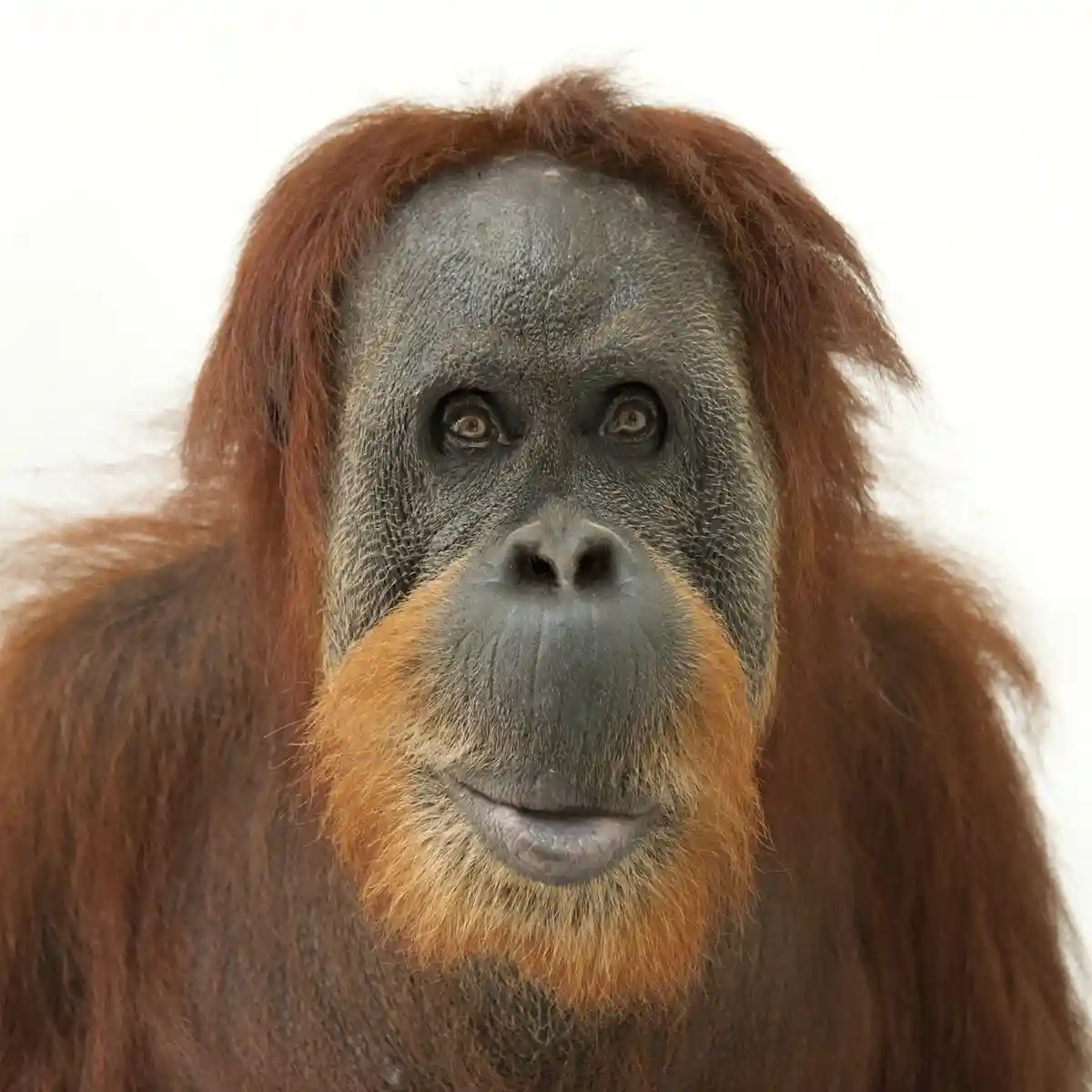A close-up photo of an orangutan with a serious, slightly smirking expression against a plain white background. The…