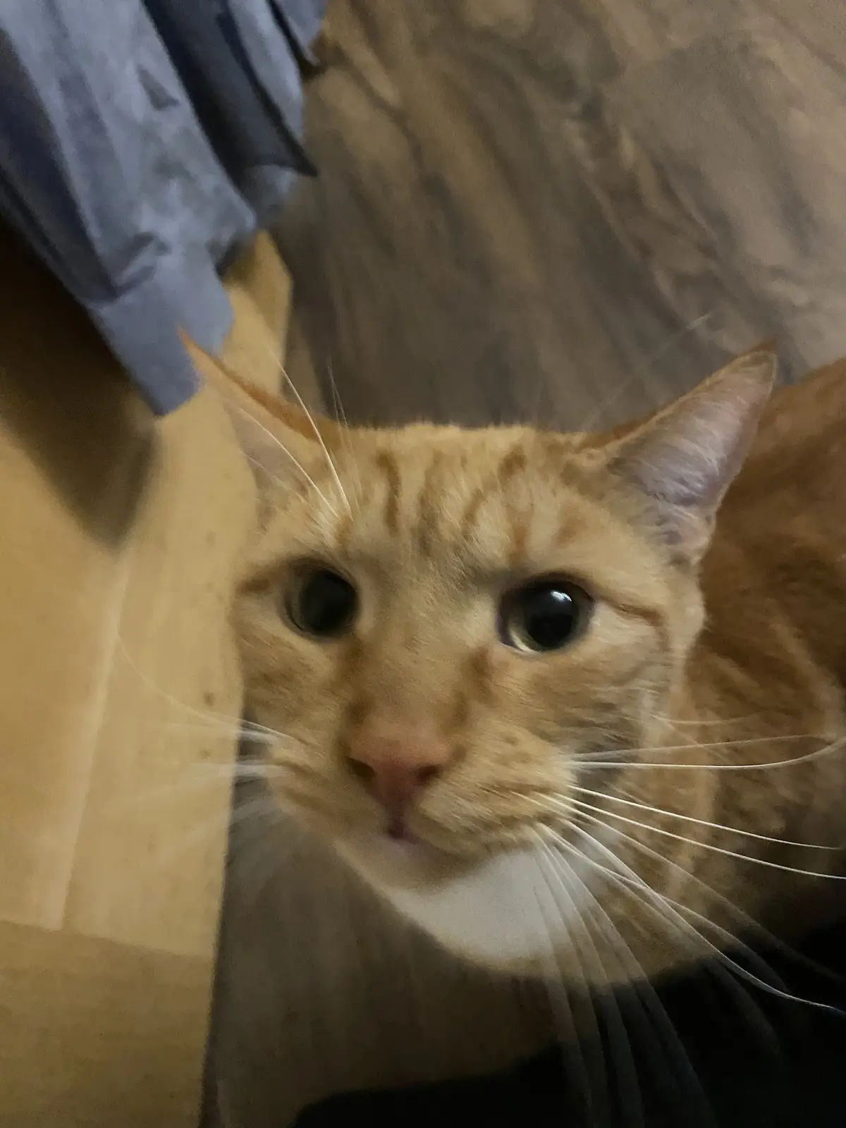 A close-up photo of an orange tabby cat with wide, startled eyes looking directly at the camera, set against a blurry…