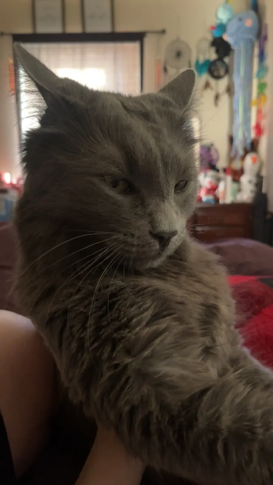 A close-up photo of a fluffy gray cat with a stern, unimpressed expression, looking slightly to the side. The cat is being…