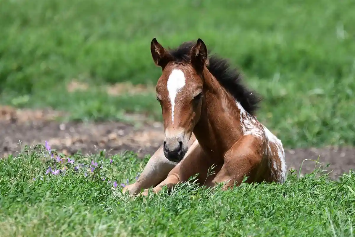 A brown and white foal with a distinctive white blaze on its face is lying down in a lush green field with purple flowers…