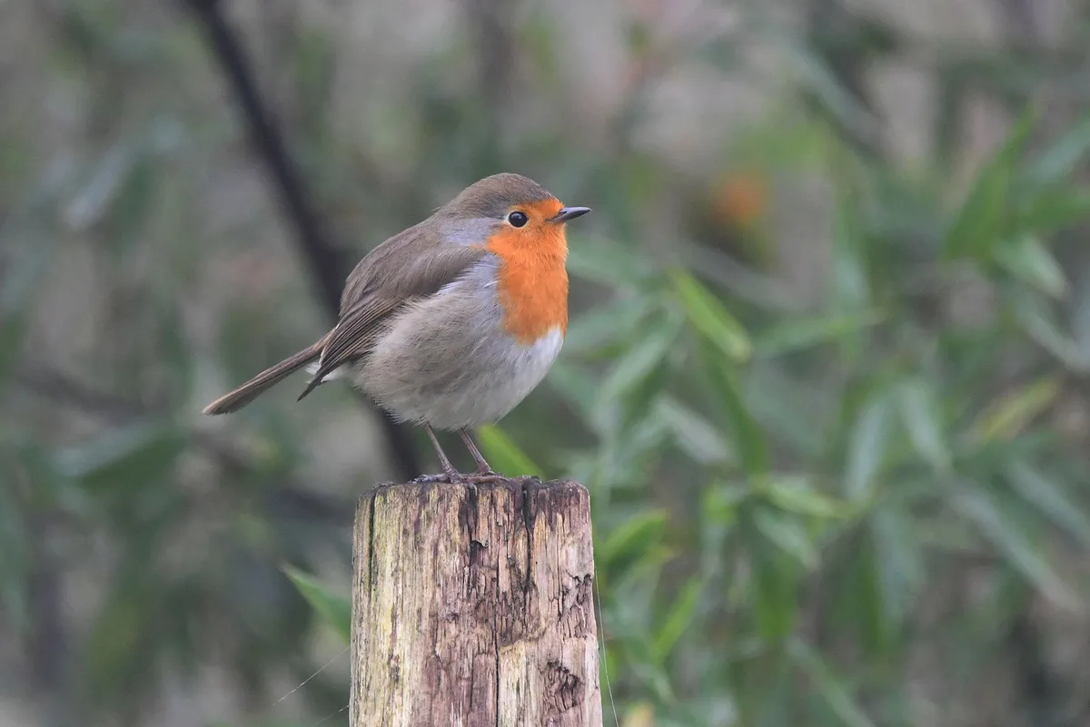 A small bird with a bright orange-red breast, grayish-brown back, and white belly perches calmly on a weathered wooden post…