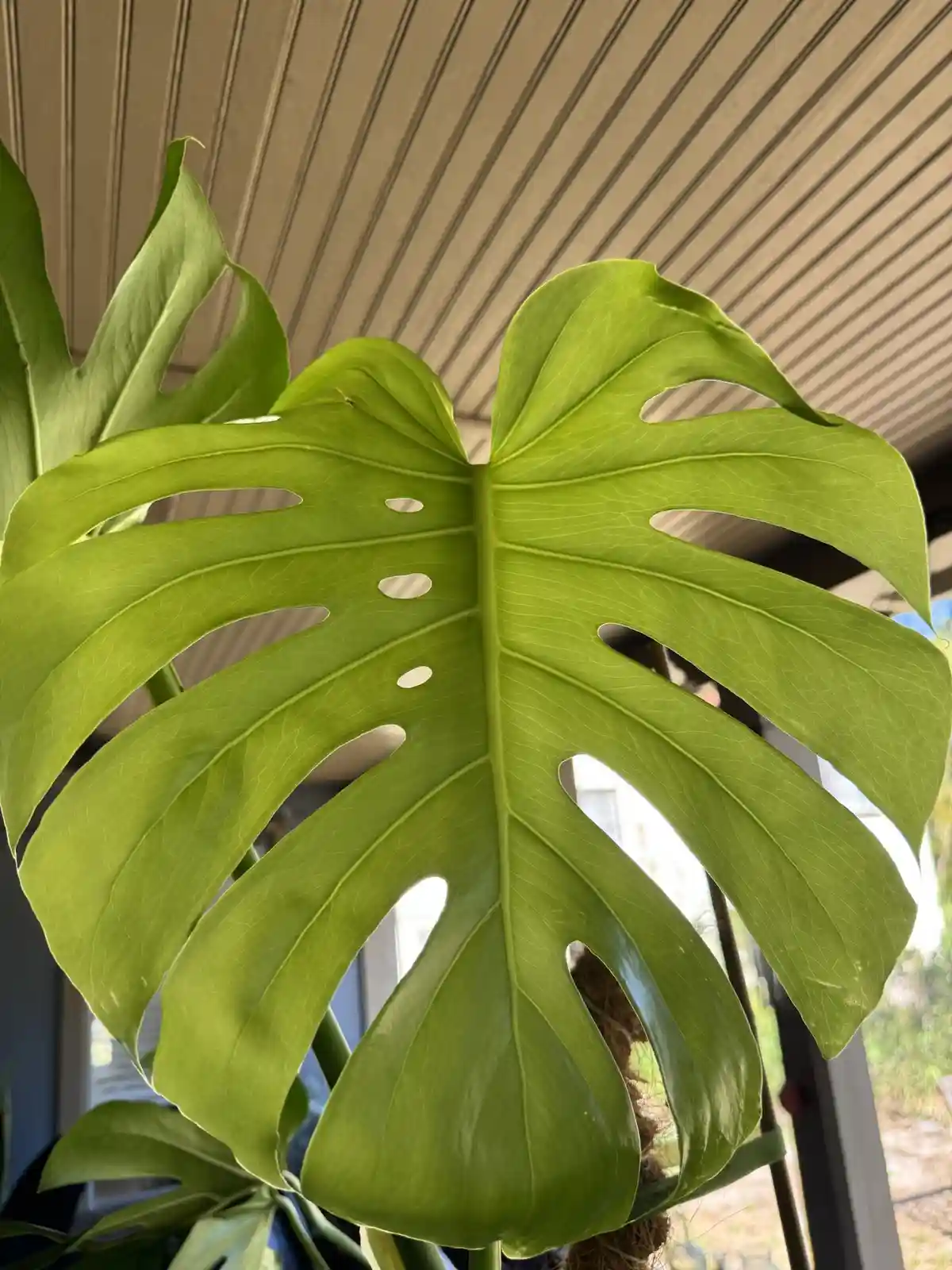 A close-up photo of a large, vibrant green monstera leaf with natural splits and holes, set against a corrugated ceiling and…