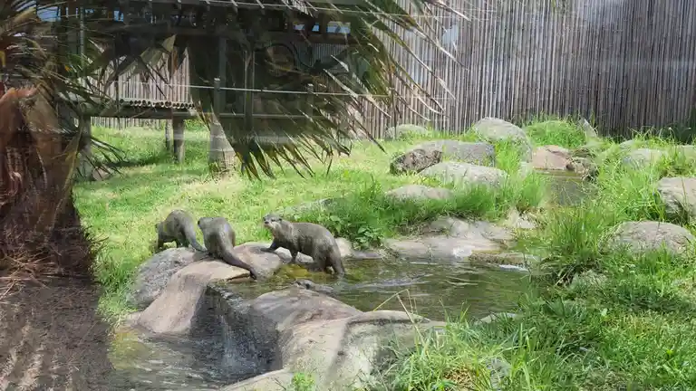 Three otters are in a zoo enclosure with rocks, grass, and a small stream; one otter stands in the water looking forward…