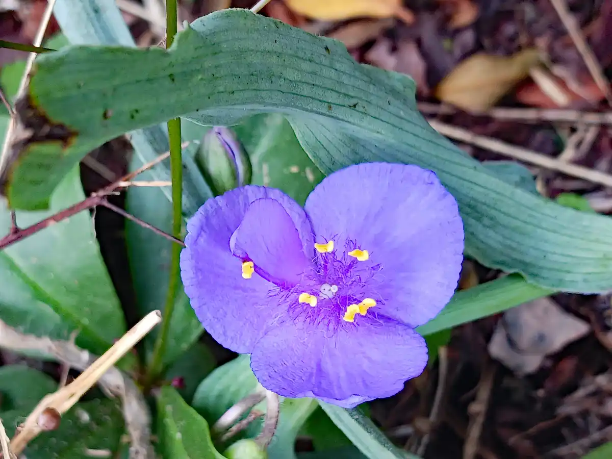 Discovering the Beauty of Virginia Spiderwort
