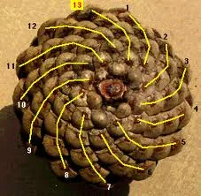 A close-up image of a pinecone with yellow lines and numbers from 1 to 13 pointing to various scales, with the number 13…
