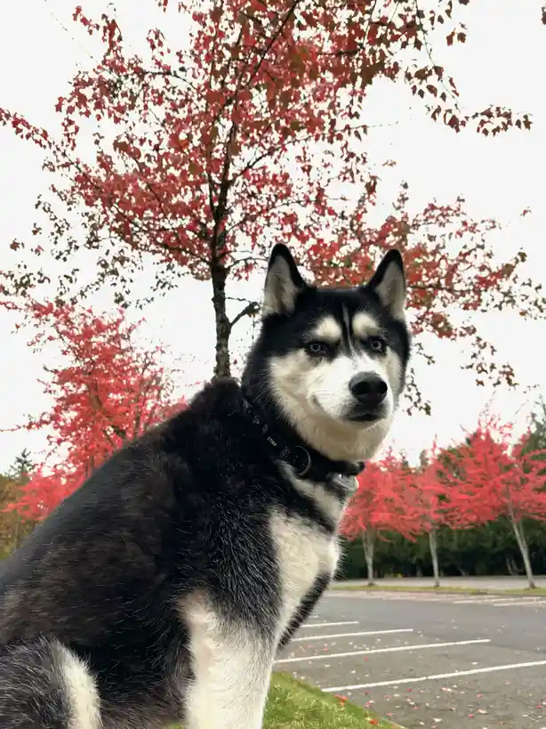 Kaya soaking in the breathtaking fall foliage of Washington