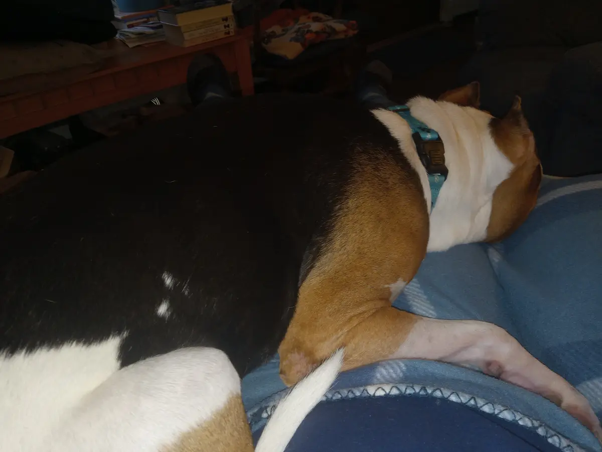 A black, white, and tan beagle dog is sleeping curled up on a person's lap, which is covered by a blue blanket. The dog…