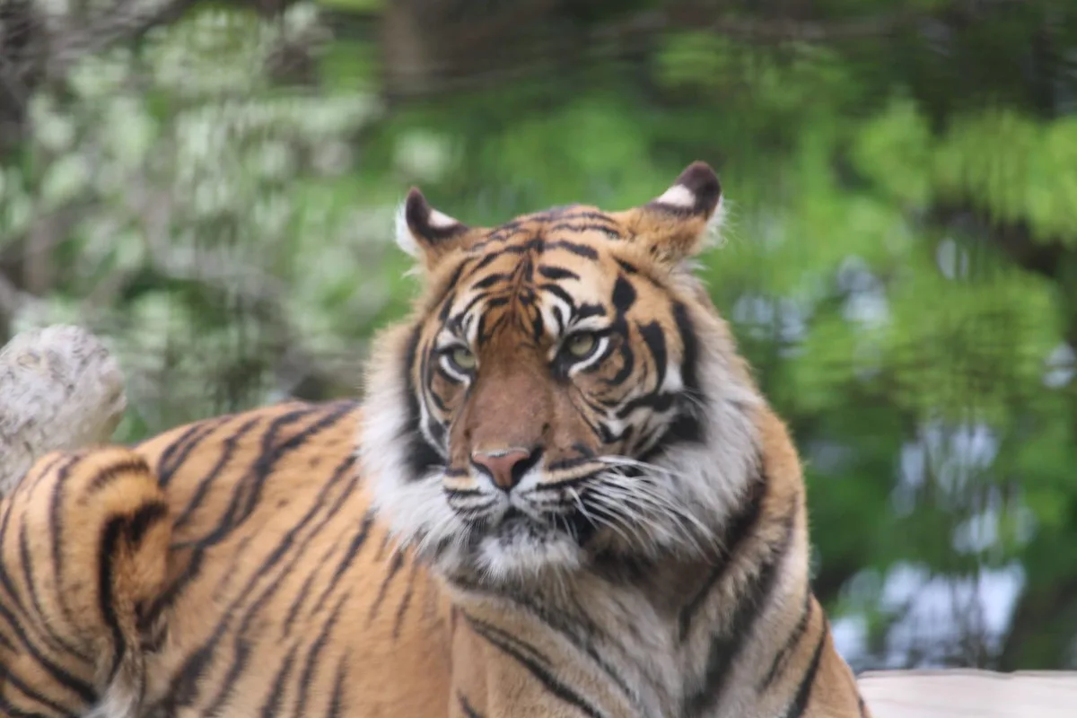 A close-up photograph of a tiger with orange fur and black stripes, looking directly at the camera with a calm, intense…