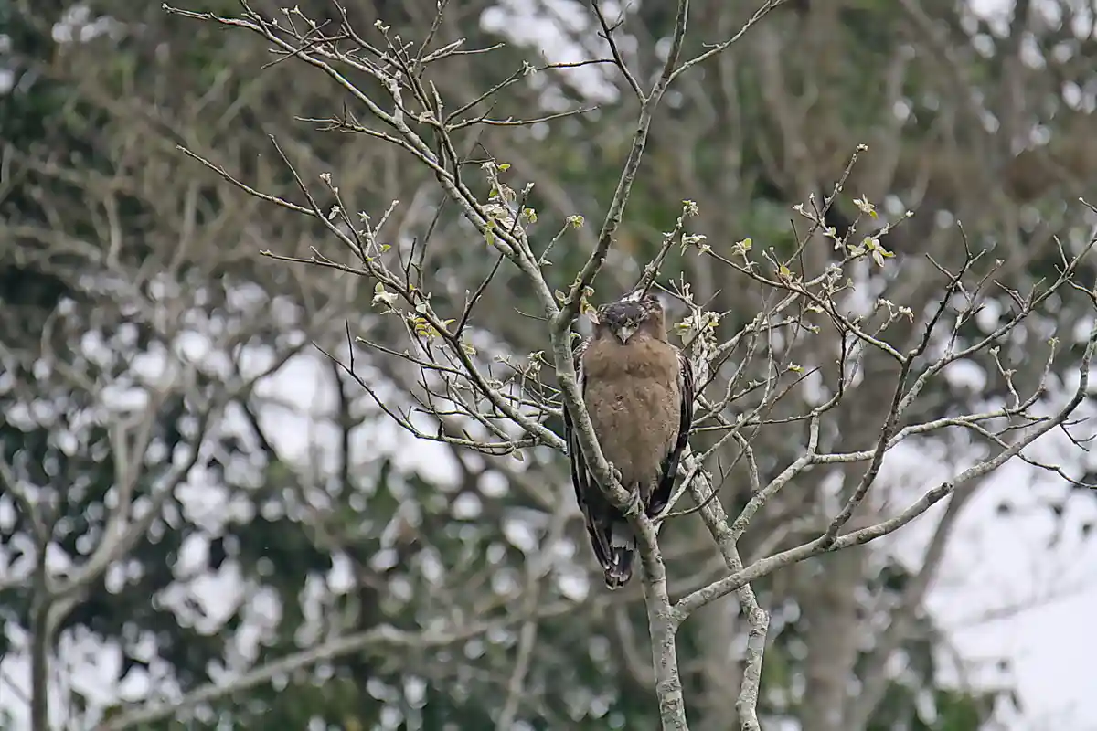 A large brown bird of prey, likely a hawk or eagle, perches on a bare tree branch with sparse new leaves. The bird stares…