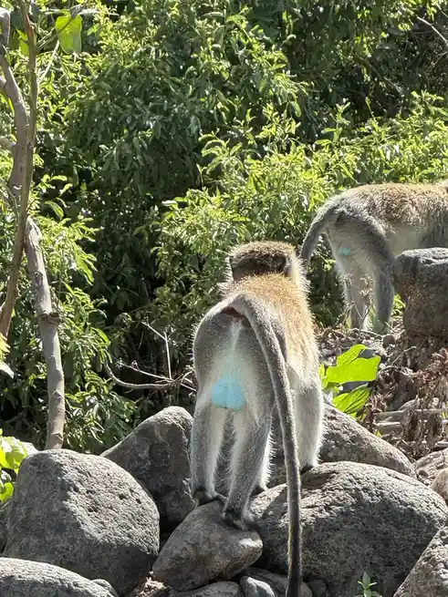 Two vervet monkeys are seen from behind, standing on rocks in a sunlit, leafy environment. Both have a distinct bright blue…